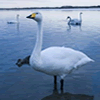 Ļ